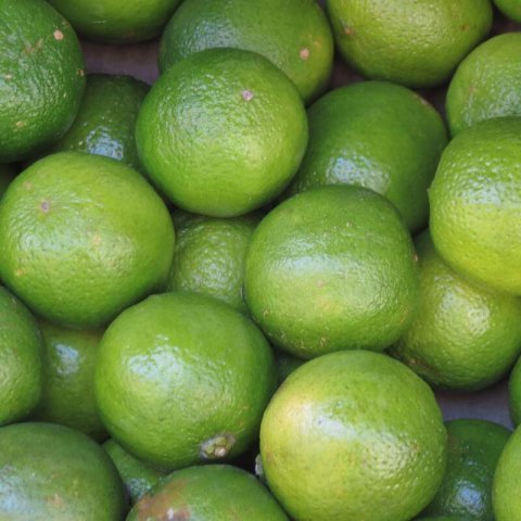 CITRUS x LATIFOLIA - Persian Lime, Bearss Lime