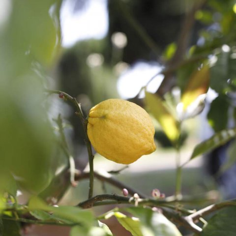CITRUS x LIMON - Limonero Verna