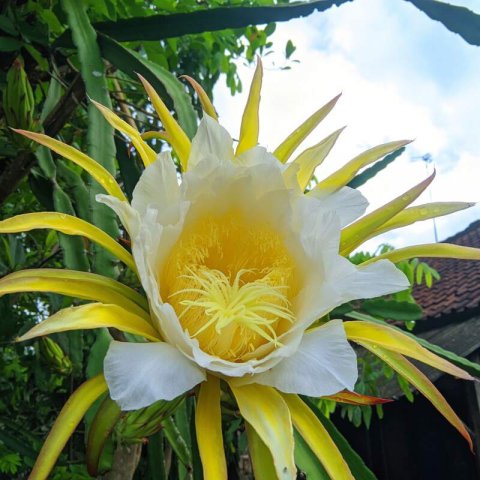 SELENICEREUS COSTARICENSIS - PITAHAYA DE COSTA RICA
