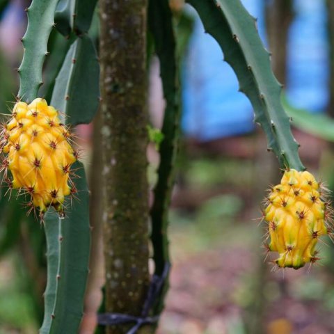 SELENICEREUS MEGALANTHUS - PITAHAYA AMARILLA
