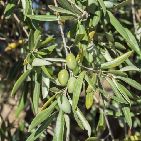 OLEA EUROPAEA var. Cornicabra