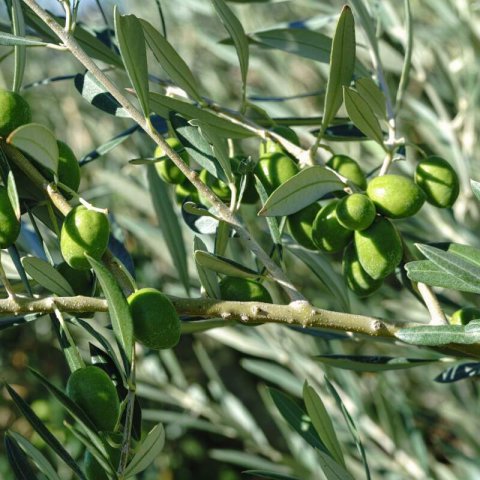 OLEA EUROPAEA var. Hojiblanca