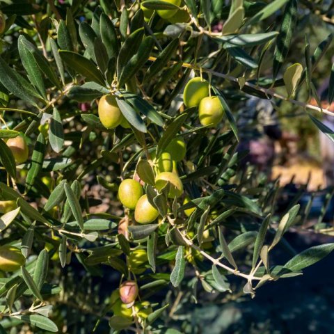 OLEA EUROPAEA var. Manzanillo