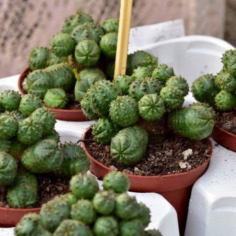 EUPHORBIA GLOBOSA Hybride