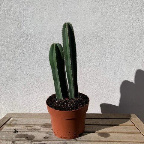 LOPHOCEREUS MARGINATUS