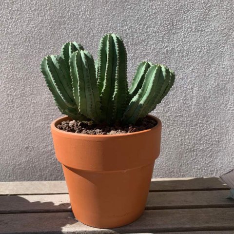 EUPHORBIA FRUTICOSA F. INERMIS