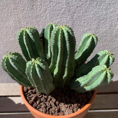 EUPHORBIA FRUTICOSA F. INERMIS
