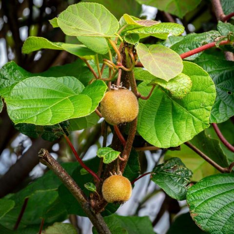 ACTINIDIA DELICIOSA Atlas - Kiwi (male) #1