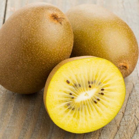 ACTINIDIA DELICIOSA - KIWI Hayward (female)