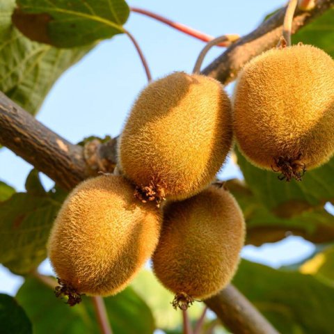 ACTINIDIA DELICIOSA - KIWI Hayward (female)