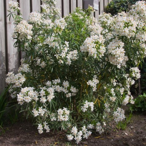 CHOISYA x DEWITTEANA AZTEC PEARL - Mexican Orange