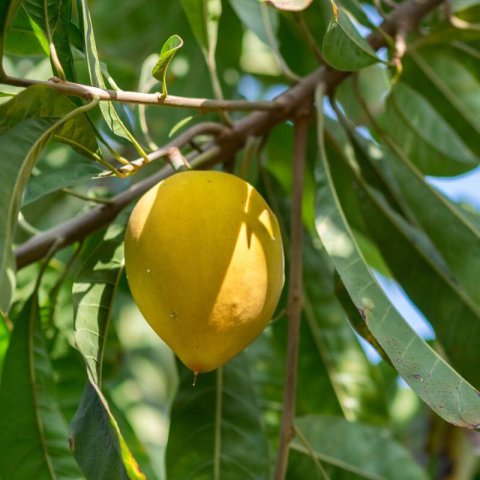 POUTERIA LUCUMA