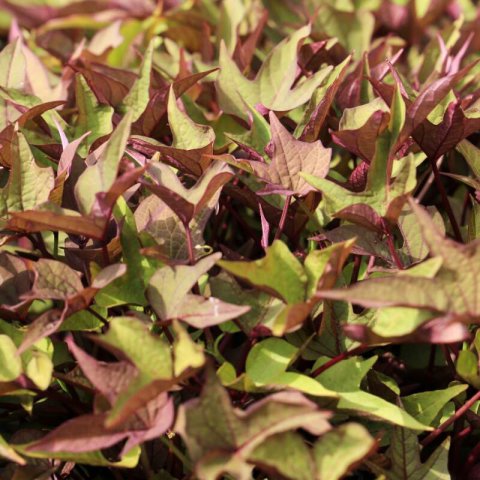 IPOMOEA HYBRIDA