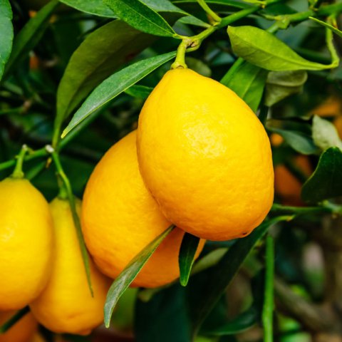 CITRUS x FLORIDANA Lakeland - Limequat Lakeland