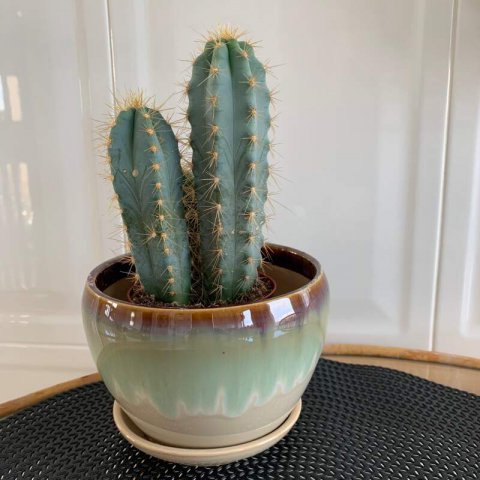 PILOSOCEREUS AZUREUS - Cactus