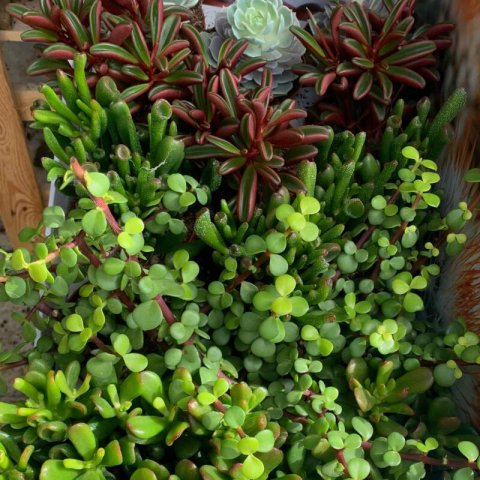 SUCULENTAS MIX