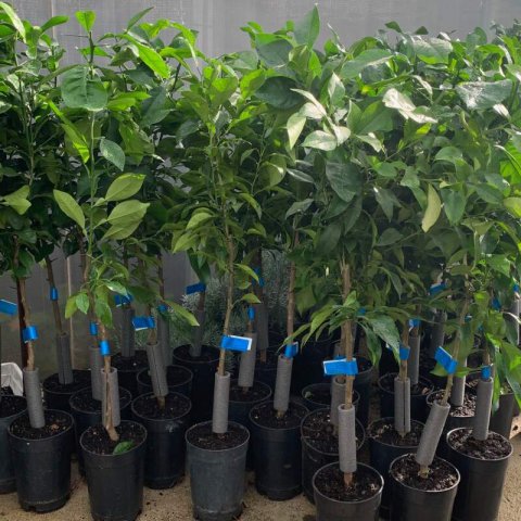 CITRUS x AURANTIUM - Seville Orange Tree