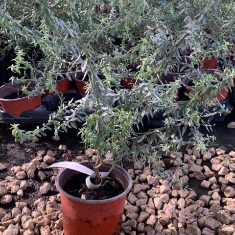 WESTRINGIA FRUTICOSA Naringa - Romero australiano Naringa