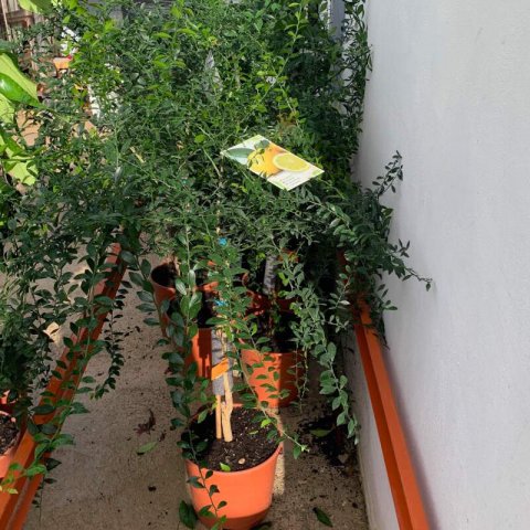 CITRUS AUSTRALASICA IVIA 150 - Caviar lime