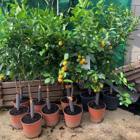 CITROFORTUNELLA MICROCARPA - Calamondin #1