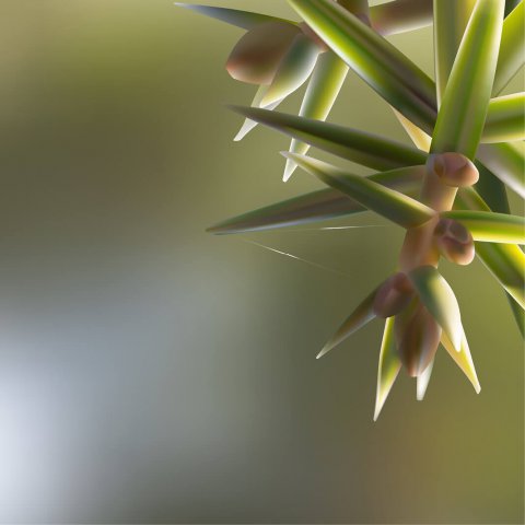 JUNIPERUS OXYCEDRUS - Prickly Juniper