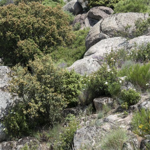 JUNIPERUS OXYCEDRUS - Prickly Juniper