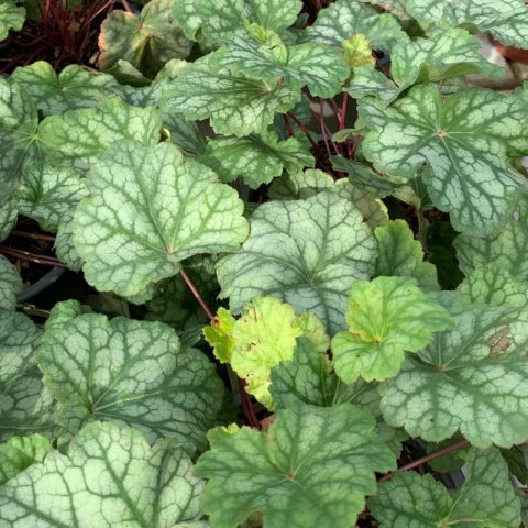 HEUCHERA AMERICANA