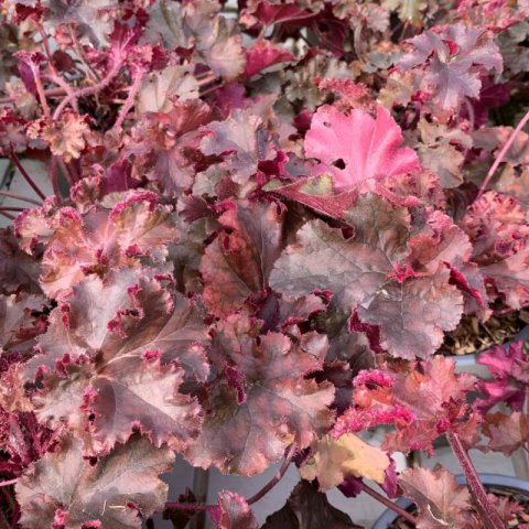 HEUCHERA SANGUINEA - Campanilla rosa