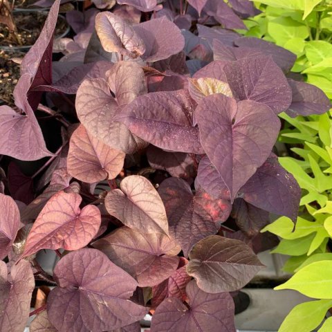 IPOMOEA HYBRIDA - Boniato ornamental