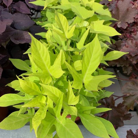IPOMOEA HYBRIDA - Boniato ornamental