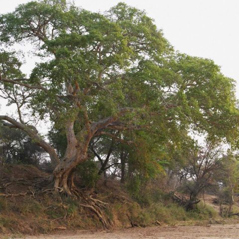 CELTIS AFRICANA