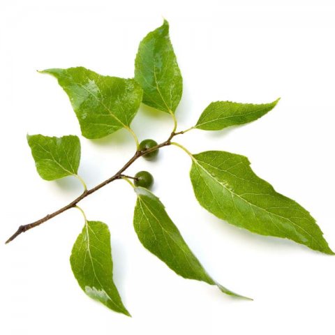 CELTIS LAEVIGATA - SouthernHackberry, Sugarberry