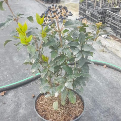 VIBURNUM TINUS - Durillo