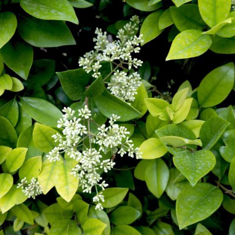 LIGUSTRUM JAPONICUM - Japanese Privet