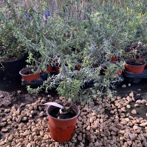 WESTRINGIA FRUTICOSA Blue Gem - Romero australiano