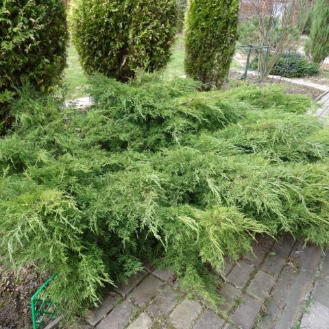 JUNIPERUS HORIZONTALIS - Enebro Prince of Wales