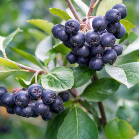 ARONIA MELANOCARPA - Black Chokeberry #2