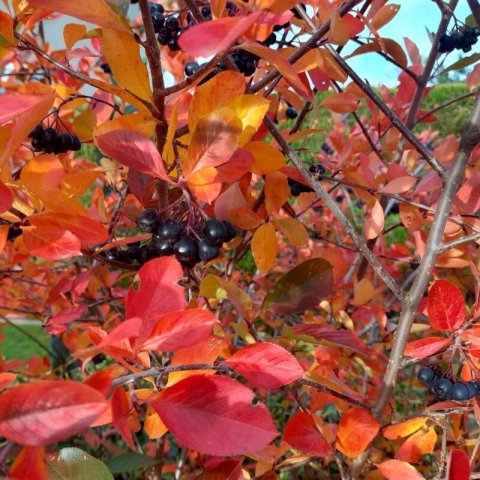 ARONIA MELANOCARPA
