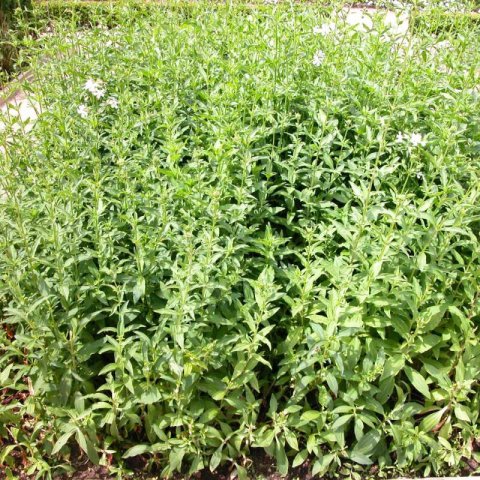 SAPONARIA OFFICINALIS - Jabonera