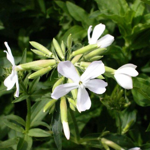 SAPONARIA OFFICINALIS - Jabonera