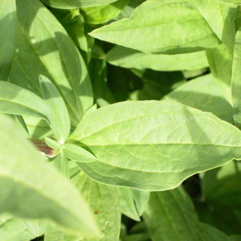 SAPONARIA OFFICINALIS