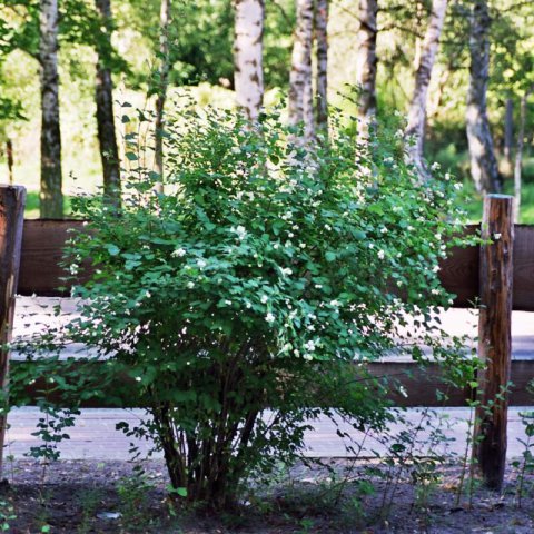 SYMPHORICARPOS ALBUS