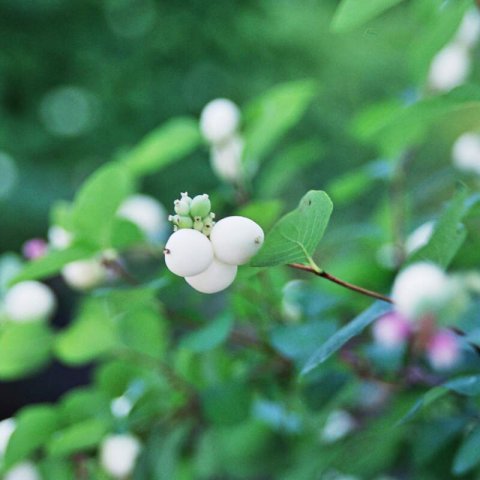 SYMPHORICARPOS ALBUS