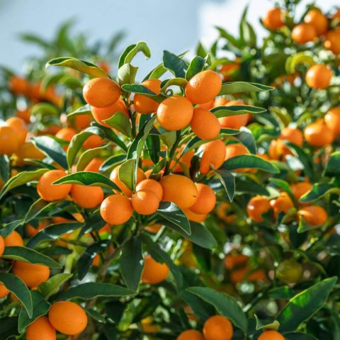 FORTUNELLA - KUMQUAT