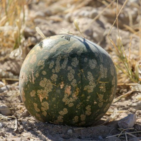 CITRULLUS AMARUS - Citron melon