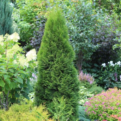THUJA OCCIDENTALIS Smaragd - Thuja du Canada Smaragd