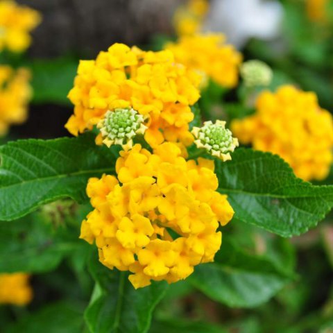 LANTANA CAMARA amarilla