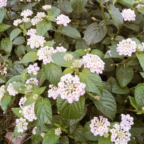LANTANA CAMARA - White Lantana