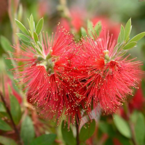 CALLISTEMON RUGULOSUS (C.laevis)