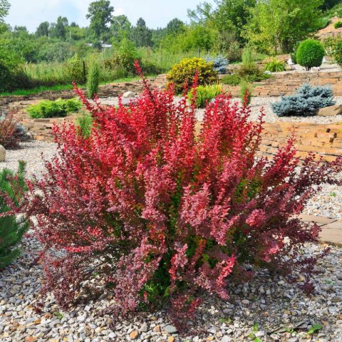 BERBERIS THUNBERGII ATROPURPUREA - Japanese Barberry Red Rocket